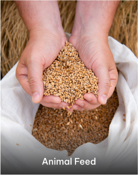 animal feed 1